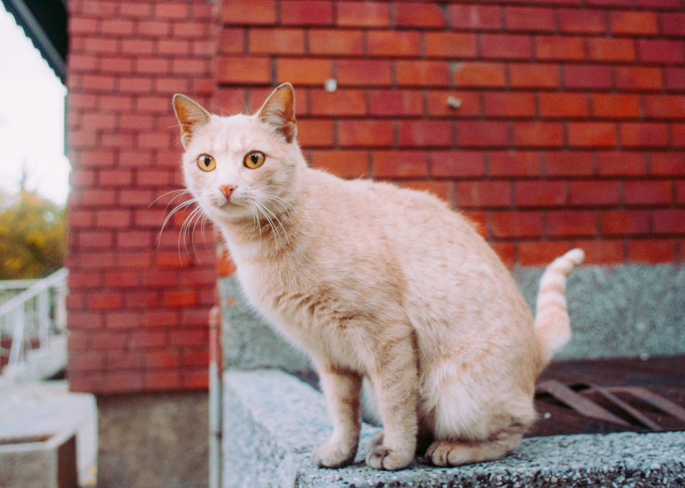 Cats of Burgas-09067
